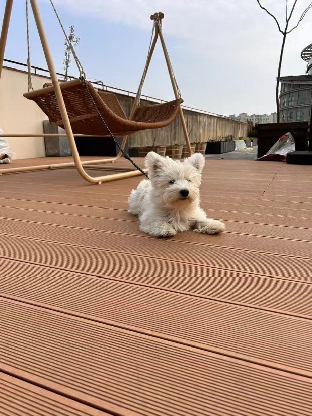 Wood-plastic composite (WPC) flooring WPC Straight-Grain Decking