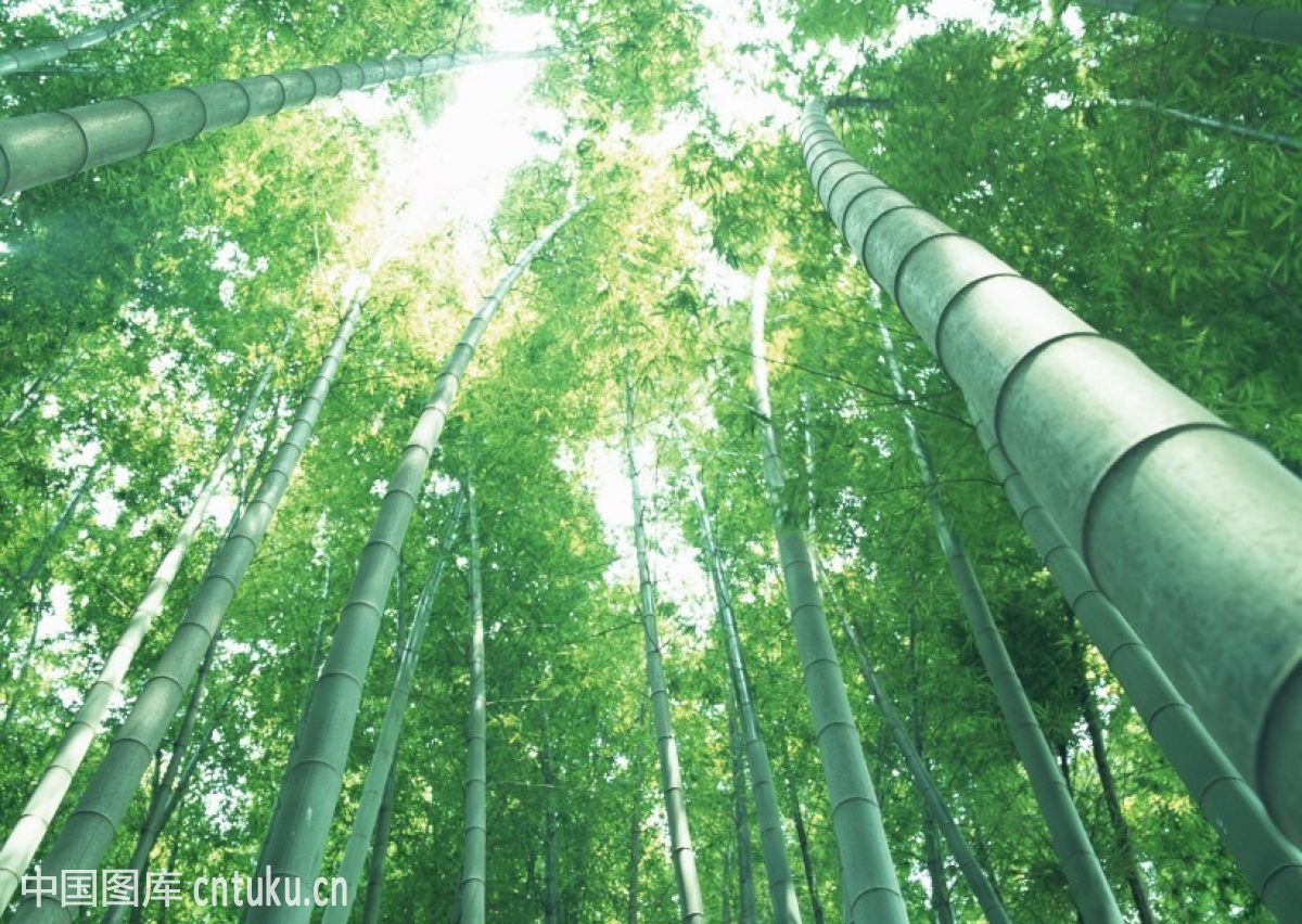Bamboo stick Cotton swabs bamboo stick